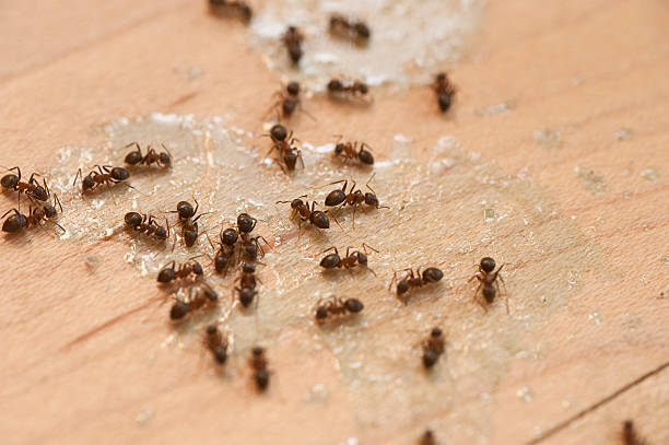Best Pest Control Near Me  in Brilliant, AL