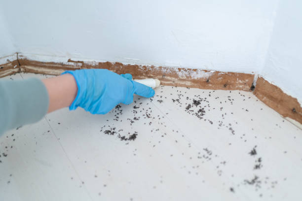 Best Termite Control Services  in Brilliant, AL